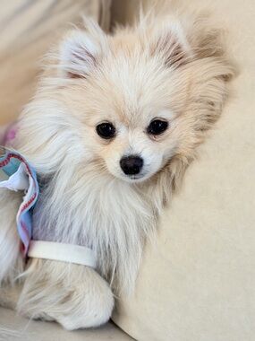 Meet your Posher, Atina